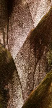Tree trunk Stock Photos