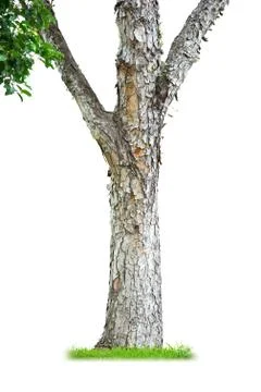 Tree trunk Stock Photos