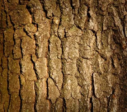 Tree trunk Foto stock