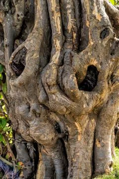 Tree trunk Stock Photos