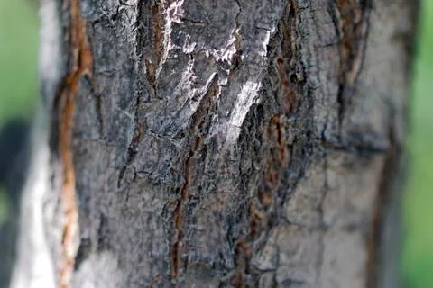 Tree trunk Stock Photos