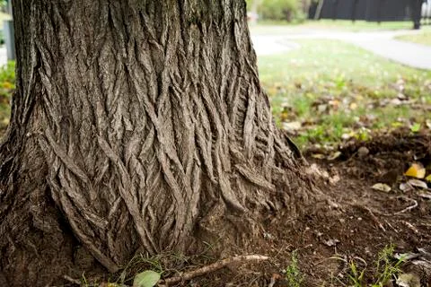 Tree trunk 스톡 사진