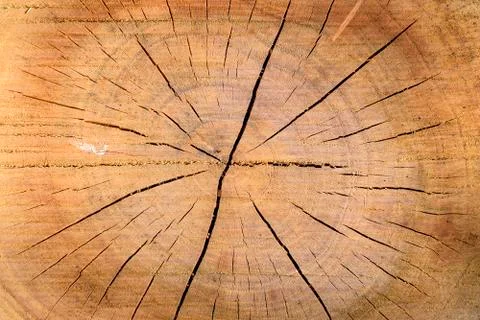 Tree trunk Stock Photos