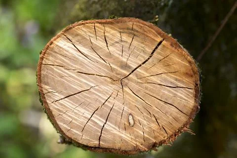 Tree trunk 스톡 사진