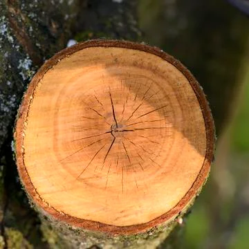 Tree trunk Stock Photos