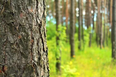 Tree trunk 库存照片