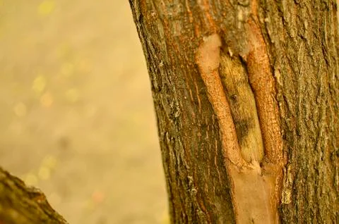 Tree Trunk Stock Photos