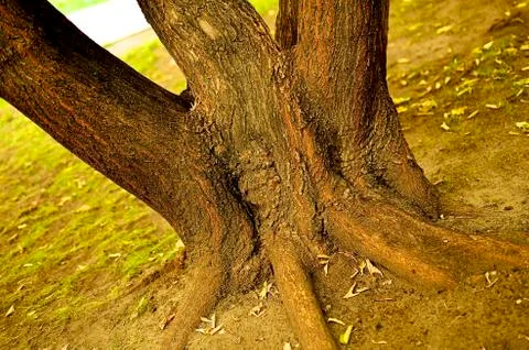 Tree Trunk Stock Photos