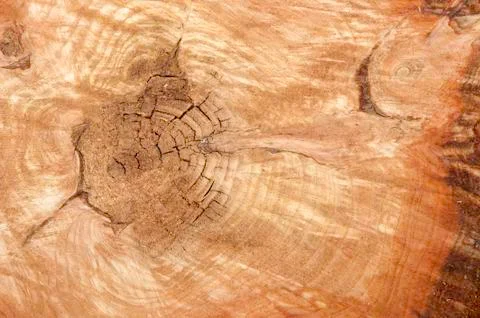 Tree trunk Stock Photos