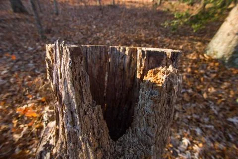 Tree Trunk Stock Photos