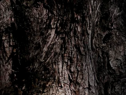 Tree Trunk 写真素材