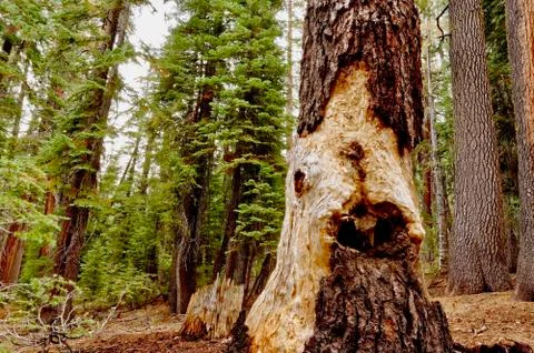 Tree Trunk Stock Photos