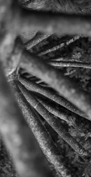 Tree Trunk 写真素材