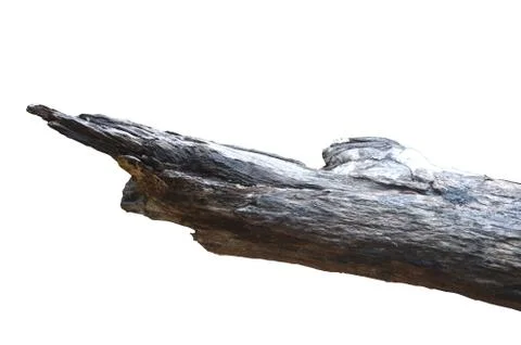 Tree trunk 写真素材