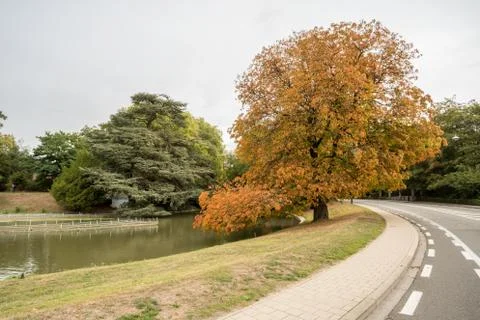 An tree trunk Stock Photos