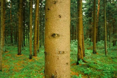 Tree trunk Foto stock