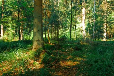 Tree trunk Foto stock