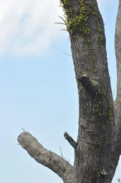 Tree trunk 库存照片