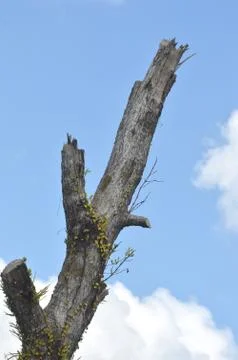 Tree trunk Stock Photos