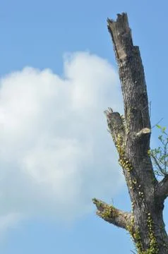 Tree trunk Stock Photos