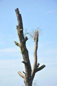 Tree trunk Stock Photos