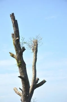 Tree trunk Stock Photos