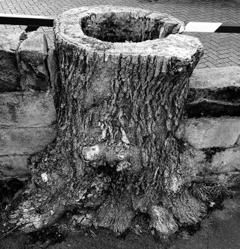 Tree Trunk Stock Photos