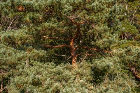 Tree trunk Stock Photos