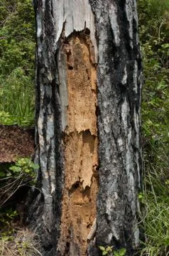 Tree trunk Stock Photos