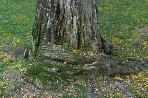 Tree trunk Stock Photos