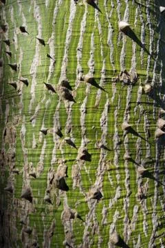 Tree trunk 库存照片