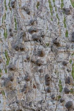 Tree trunk Stock Photos