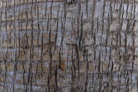 Tree trunk Stock Photos