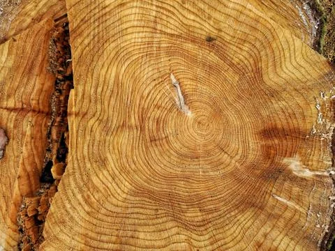 Tree Trunk Stock Photos