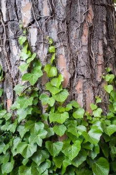 Tree trunk Stock Photos