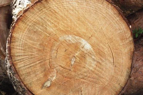 Tree trunk Foto stock