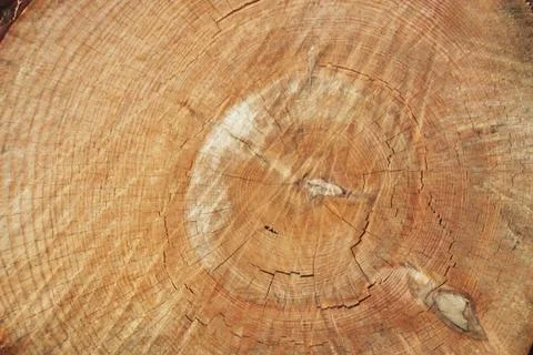 Tree trunk Stock Photos