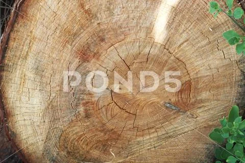 Tree trunk Stock Photos