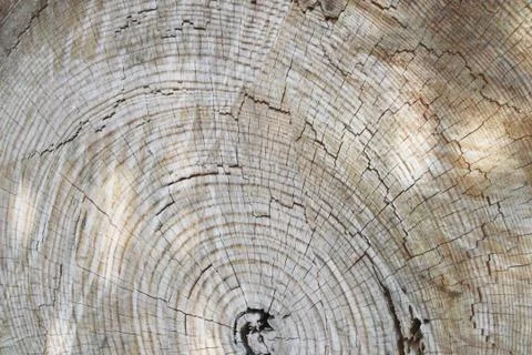 Tree trunk Stock Photos