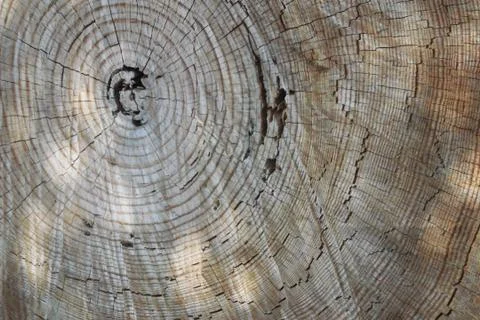 Tree trunk Foto stock