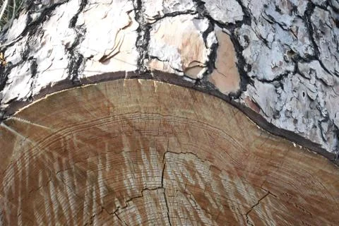 Tree trunk Stock Photos