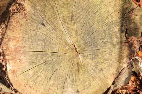 A Tree Trunk Stock Photos