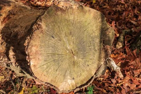 A Tree Trunk Stock Photos