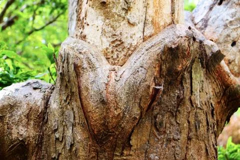 Tree trunk Stock Photos