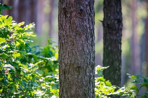 Tree trunk Foto stock