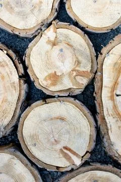 Tree trunk Stock Photos