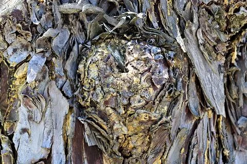 Tree trunk Stock Photos