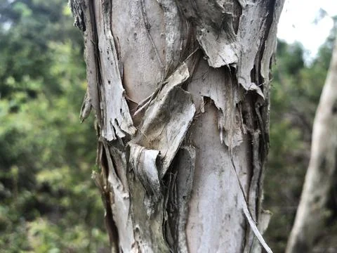 Tree trunk Stock Photos