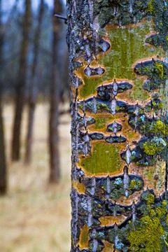 Tree Trunk Stock Photos