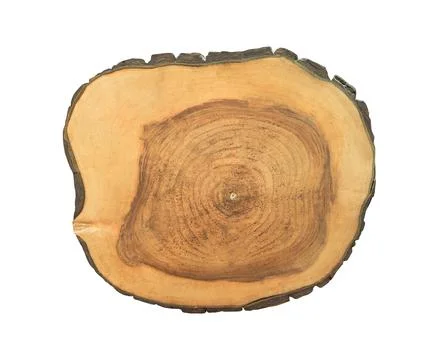 Tree trunk 스톡 사진